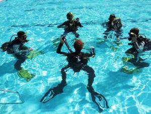 Padi Open Water Diving in Cape Town | Go Discover Abroad